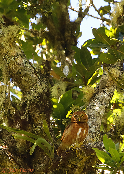 Costa Rican Pygmy-Owl rufous morph--6174